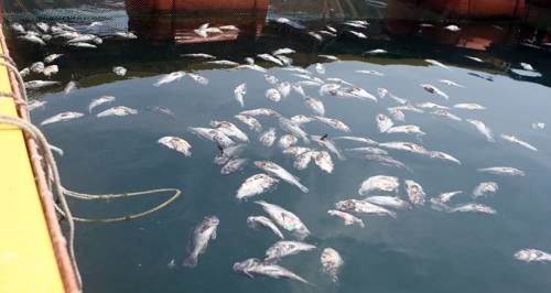 폐사한 통영 양식장 물고기 (통영=연합뉴스) 박정헌 기자 = 14일 오후 경남 통영시 달아항 인근 가두리양식장에 고온을 견디지 못해 죽어버린 고기 수십 마리가 물 위에 떠있다. 2018.8.14