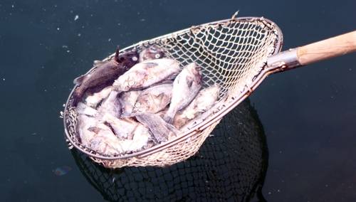 고온에 폐사한 물고기 (통영=연합뉴스) 박정헌 기자 = 14일 오후 경남 통영시 달아항 인근 가두리양식장에서 고온을 견디지 못해 죽어버린 고기를 뜰채로 건져내고 있다. 2018.8.14