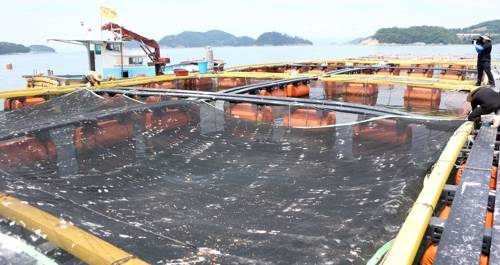 차광막 덮는 양식장 (통영=연합뉴스) 박정헌 기자 = 14일 오후 경남 통영시 달아항 인근 가두리양식장에서 어민들이 양식장 위로 햇빛을 막기 위한 차광막을 덮고 있다. 2018.8.14