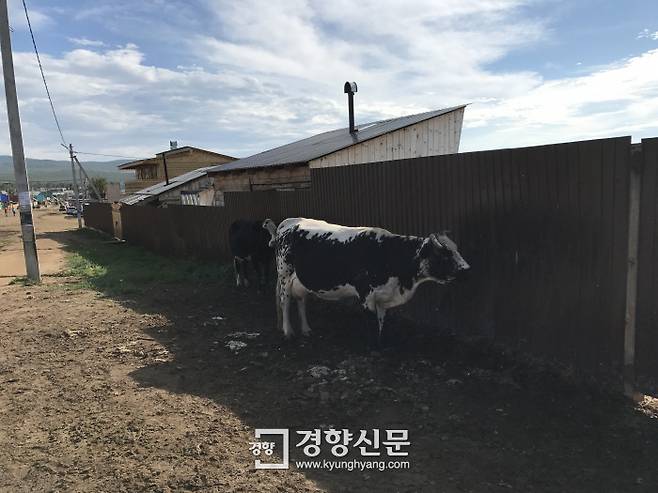 그늘에서 더위를 식히는 소. 후지르 마을에선 자유롭게 돌아다니며 풀을 뜯는 소들을 쉽게 만날 수 있다.