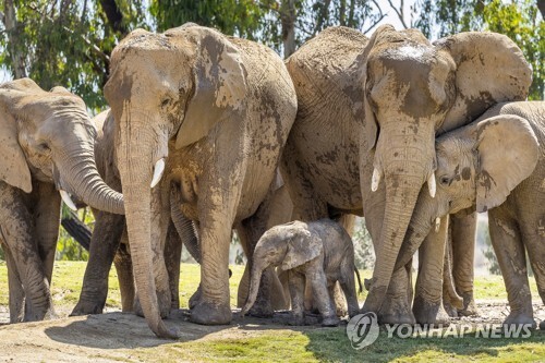 샌디에이고 동물원의 코끼리[자료사진] [AP=연합뉴스]