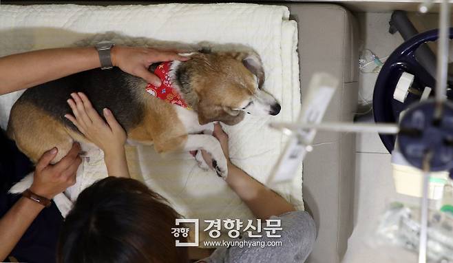 해마루동물병원 내 환자 면회실. 이곳은 임종을 맞이하는 동물과 보호자가 함께 시간을 보낼 수 있도록 마련한 공간이다. 강윤중 기자