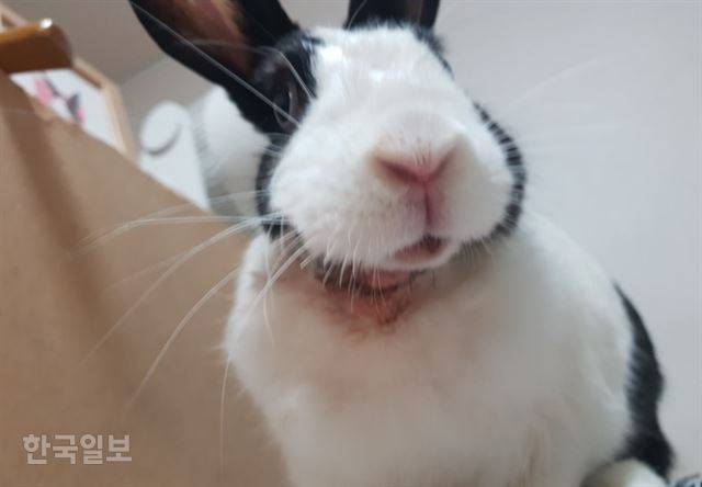 4번째 농양 제거 수술 후 랄라 턱 아래에는 절개 부위가 생겼다. 토끼의 농양 치료 방법 중 하나인데 매일 이 부위로 농양을 닦아내고, 소독을 해줘야 한다.