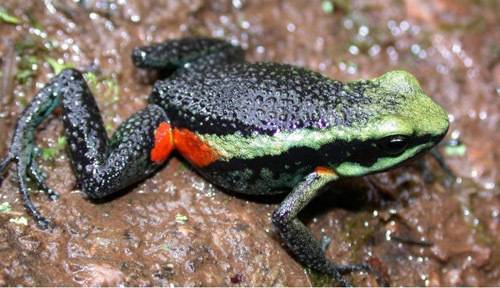 옥사팜파 독개구리