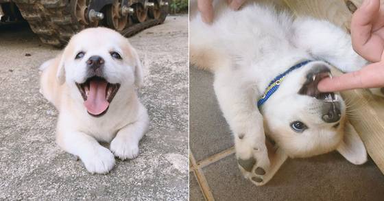 [사진 인절미 인스타그램]