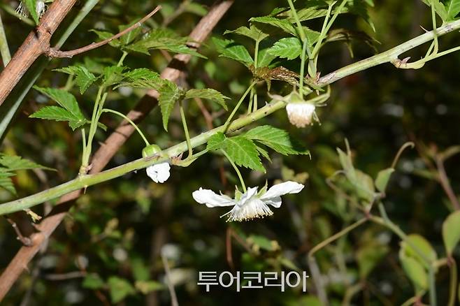▲ 단풍잎복분자 .사진= 김종환 박사