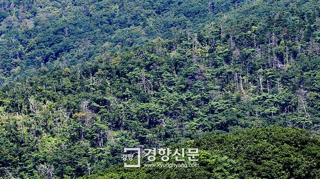 2018년 8월 21일 지리산 노고단에서 바라본 임걸령 부근에 고사한 구상나무들이 눈에 띈다. 정지윤기자