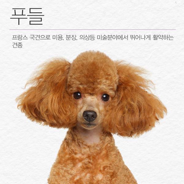 ⓒ데일리안 = 이보라 디자이너