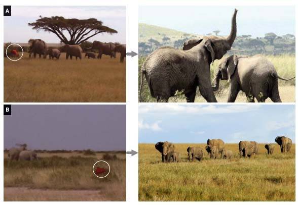 냄새로 사람 구분하는 아프리카코끼리 영국 리처드 바이른 교수팀이 케냐 국립공원에서 실험한 실제 사진. 마사이족 고유의 옷(A)과 캄바족이 입었던 옷(B)을 주고 행동을 관찰했다. 그 결과 코끼리는 마사이족이 입었던 고유의 옷 냄새를 맡았을 때 폭력적인 반응을 보이거나 도망쳤다(오른쪽 위).