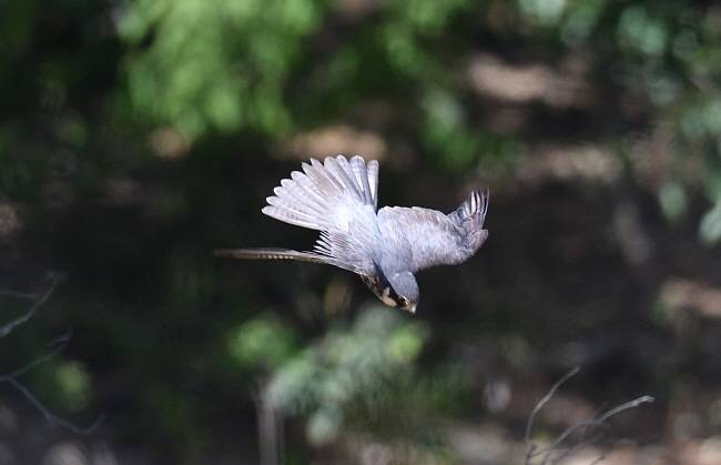 날개를 접어 빠른 속도로 하강하려 한다.