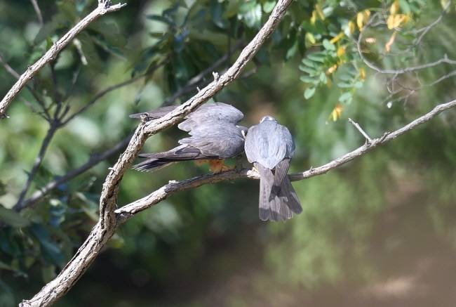 수컷 새호리기가 사냥감을 전달하고 있다.