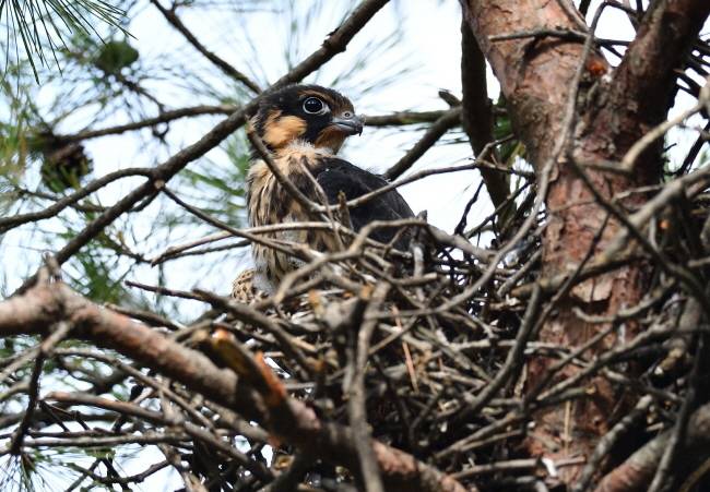 태어난 지 27일이 되자 솜털이 거의 없어지고 깃털로 탈바꿈한 새호리기 새끼.