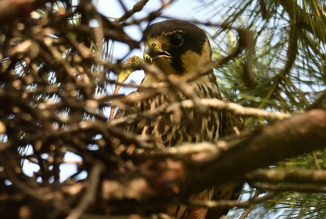 왕잠자리를 선호하는 새호리기. 먹기 좋도록 잠자리의 날개를 깔끔하게 다듬었다.