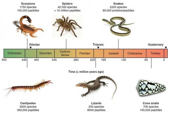 독액을 지닌 대표적인 동물들의 진화 시간표다. 약 4억3000만 년 전 등장한 전갈은 1750여 종이 독액을 지니고 있고 펩티드 종류는 10만여 가지로 추정된다. 비슷한 시기 나온 지네와 약 3억 년 전 등장한 거미에도 많은 종이 독액을 지니고 있다. 2억여 년 전 등장한 도마뱀과 1억5000만 년 전 나타난 뱀도 독액을 즐겨 사용하고 비교적 최근인 5000만여 년 전에 등장한 청자고둥에도 10만 여 가지의 독성 펩티드가 존재할 것으로 추정된다. 시간 단위는 100만 년이다.  - ‘Expert Opin. Biol. Ther.’ 제공.