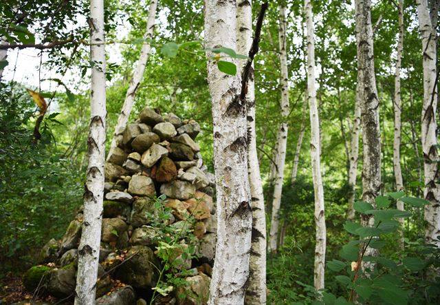 온천 뒤편엔 자작나무숲이 있다.