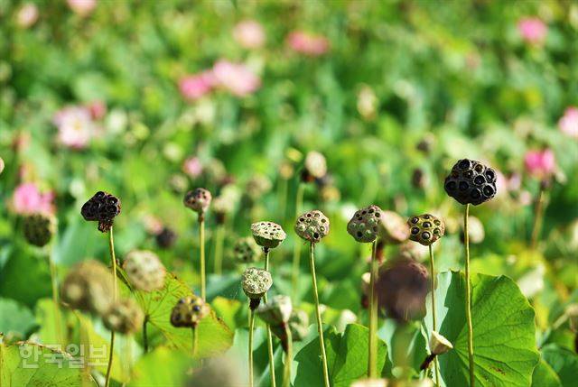 마을 연못, 연꽃이 진 자리에 열매가 맺혀 있다.