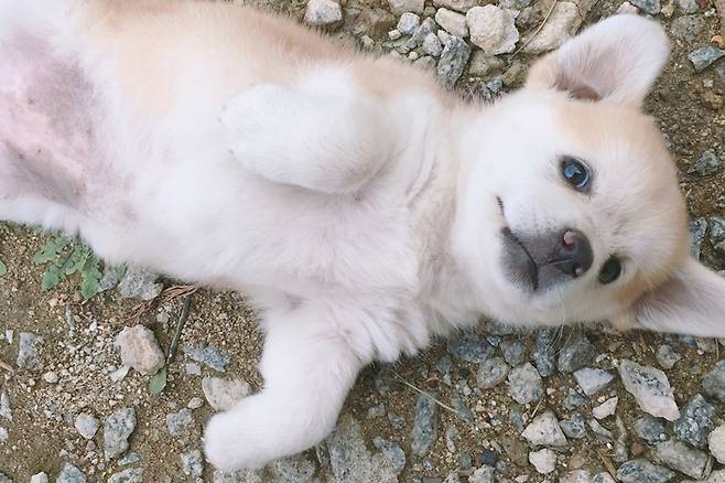 SNS 슈퍼스타로 등극한 절미사진=zzangjeolmi/인스타 SNS 슈퍼스타로 등극한 절미사진=zzangjeolmi/인스타