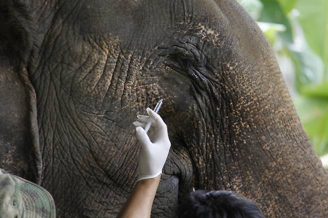 람빵 FAE 코끼리 병원에서 한 코끼리가 주사를 맞고 있다.