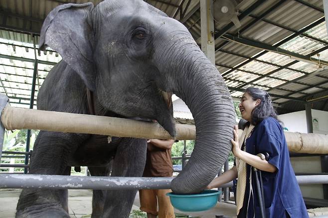소라이다 살왈라씨가 코끼리에게 음식을 주고 있다.