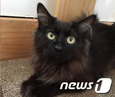 사람의 손길을 좋아하는 고양이 '흑이'.(사진 케어 제공)© News1