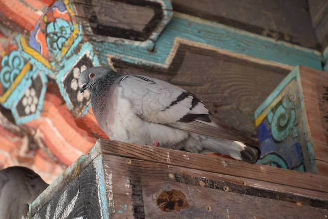 지리산에 사는 양비둘기 [사진 국립공원관리공단]