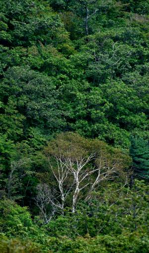 백두대간이 끊긴 진부령에서 북으로 이어진 지맥을 따라 향로봉 가는 길에서 본 맞은편 능선의 숲. 활개 치듯 자란 활엽수들로 빽빽했다.