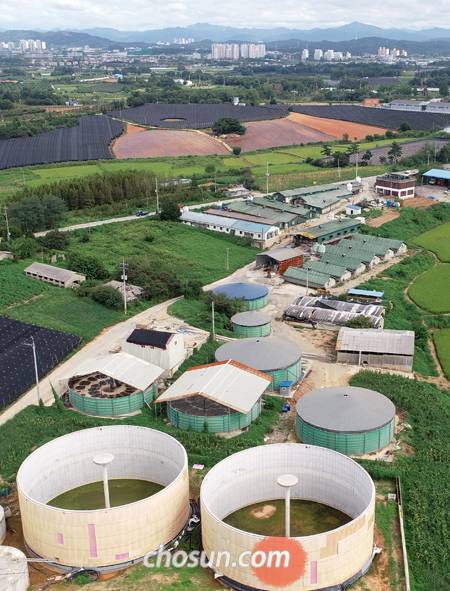 축사 너머 저 멀리 아파트 - 전북혁신도시에서 2.1㎞ 떨어진 김제시 용지면 들판에 돈사(豚舍)와 농가들이 흩어져 있다. 사진 가운데 보이는 아파트가 악취의 고통을 호소하는 주택단지다. /김영근 기자