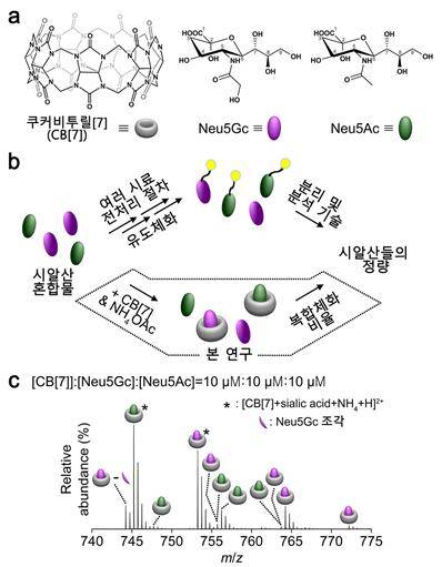 시알산 분석을 위한 주인-손님 전략 설명도 [한국연구재단 제공=연합뉴스]