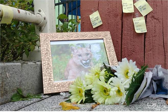 사살된 퓨마를 추모하는 시민들의 발길이 이어지고 있다(사진=김미성 기자)