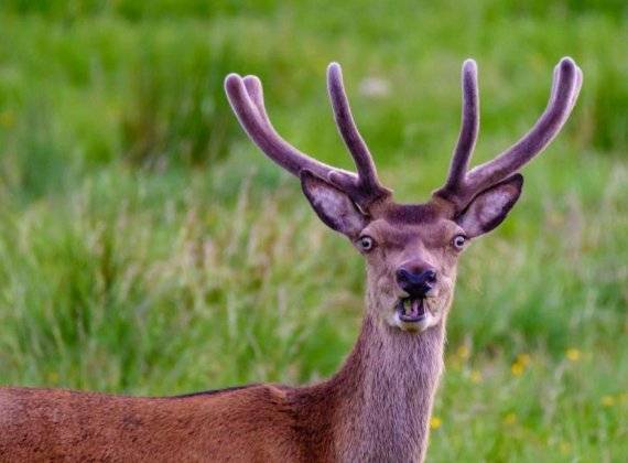 '더 코미디 야생동물 사진 어워드' 주최측이 대회 최종 후보작을 공개했다. 사슴이 카메라를 바라보며 우스꽝스러운 표정을 짓고 있다. 사진=보어드판다 갈무리