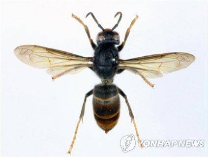 [연합뉴스 자료사진]