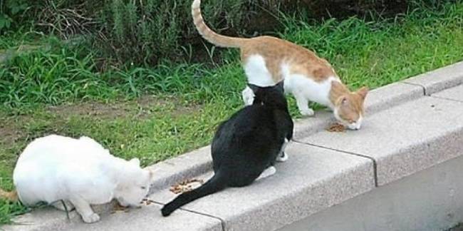 미국 연구팀의 조사결과 도시에 사는 길냥이들이 쥐 대신 사냥하기 쉬운 먹잇감을 노리는 것으로 나타났다. [사진=연합뉴스]