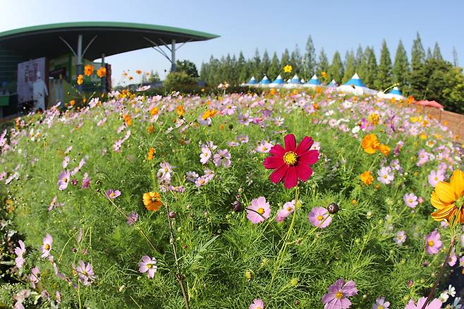 경기도 고양시 일산 호수공원에서 열리고 있는 ‘2018고양가을꽃축제’ 의 코스모스. [사진 고양시]