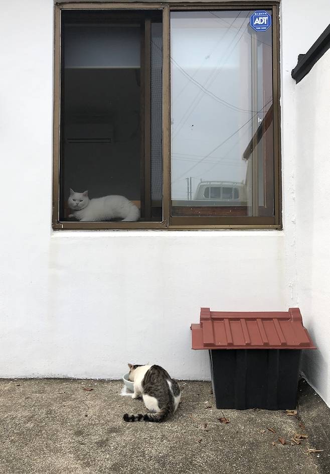 히끄가 창가에서 길고양이 ‘고등고등’이 마당에서 밥을 먹는 것을 지켜보고 있다.