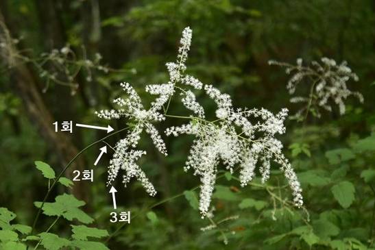눈빛승마의 꽃차례는 3회 겹총상꽃차례다