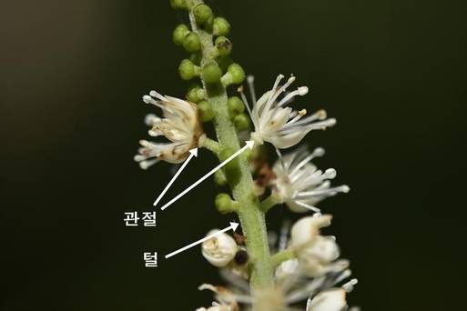 승마의 꽃대축의 털과 꽃자루의 관절