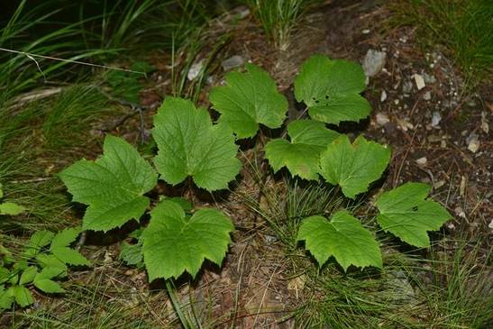 세잎승마는 이름 그대로 3개의 작은잎이 달리는 3출복엽인 점이 승마와 다르다