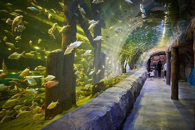 대전 아쿠아리움에서는 12개 종류의 관에서 다양한 생물들을 만날 수있다