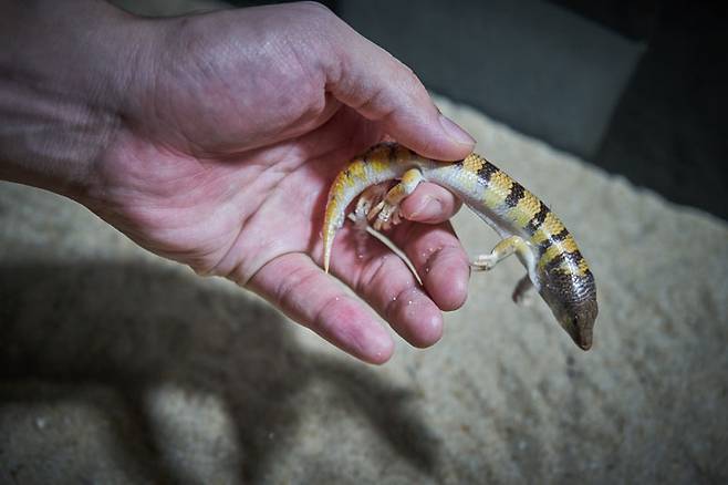 체험관에서 직접 샌드피쉬를 만져볼 수 있다