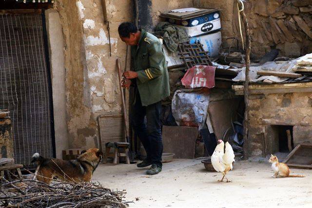 산촌의 강아지, 닭, 고양이도 한가롭게 보인다.