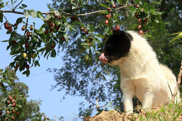 대추나무 앞으로 불쑥 강아지가 나타나기도 한다.
