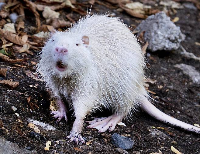 지난달 26일 독일 프랑크푸르트 인근 니다 강변에서 발견된 흰색 뉴트리아. 눈 색깔은 검은색이어서 알비니즘이라기 보다는 류시즘 탓으로 보인다. [AP=연합뉴스]