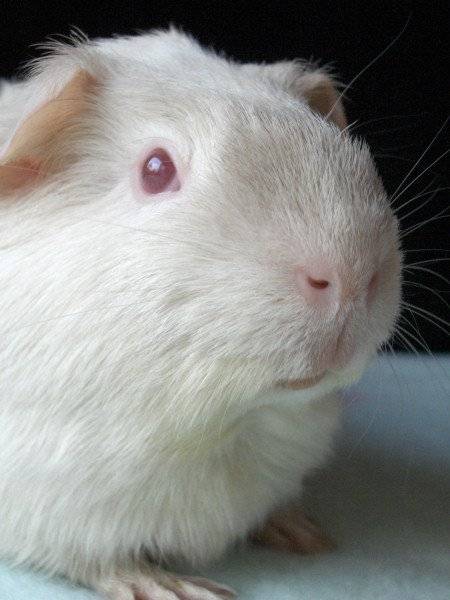 알비노 기니아피그 [중앙포토]