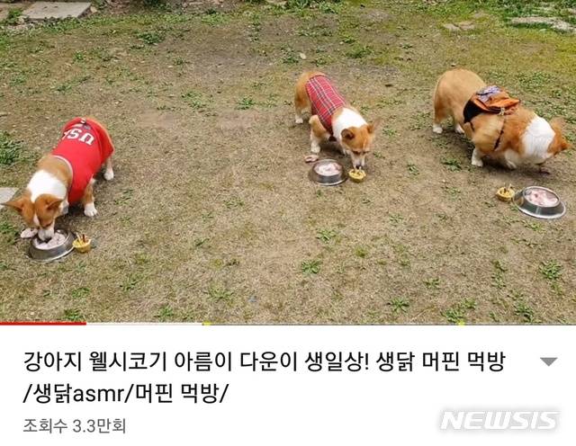 【서울=뉴시스】 고은결 기자 = 유튜브 김지훈(30)씨가 지난 4월30일 유튜브에 게시한 영상. 김 씨의 반려견들이 생닭을 먹는 소리를 담은 ASMR 영상이다. 2018.10.12 (사진=유튜부 캡쳐) keg@newsis.com