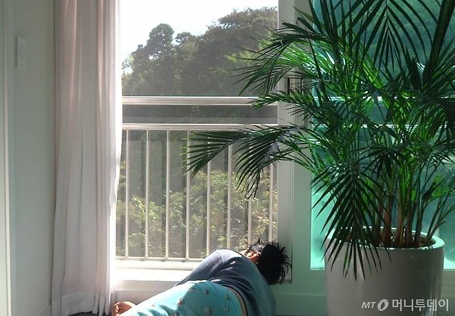 거실 창틀에 머리를 올려 놓은 기자가 아무 것도 안하며 하늘을 보고 있다. 먼지 따윈 아무래도 좋았다. 오랜만에 아무 생각 없이 광합성을 하니 좋았다. 이웃집 개가 컹컹 짖길래 같이 웡웡 짖으며 싸워봤다. 목소리 큰 이가 이긴다고, 결국 기자가 이겼다./사진=남형도 기자 삼각대 셀카