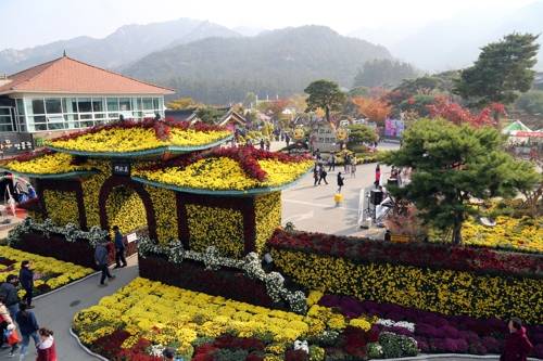 지난해 열린 월출산 국화축제 [영암군 제공]