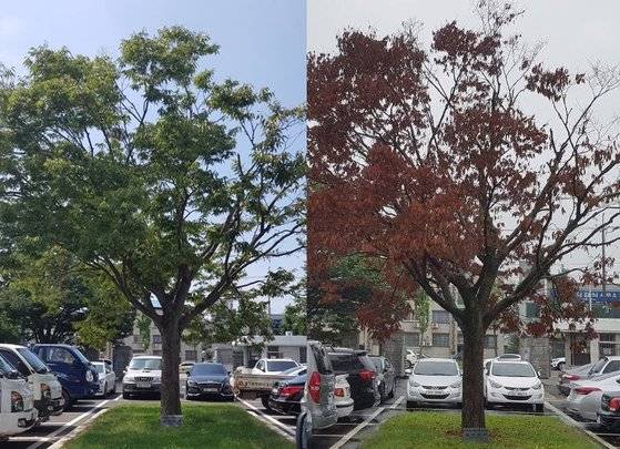 경북 상주시 무양동 상주시청 무양청사 앞마당에 있던 전두환 기념식수가 잘 자라다가 갑자기 고사한 모습. [사진 이승일 상주시의원]