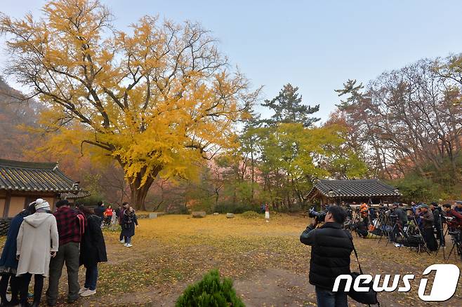 10일 오전 경북 경주시 강동면 운곡서원에서 사진작가들이  노란색 옷으로 갈아입은 은행나무를 촬영하고 있다.2018.11.10/뉴스1 © News1 최창호 기자