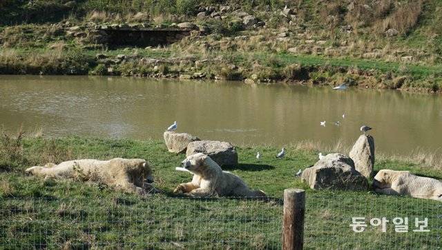 요크셔 야생동물공원(YWP)의  프로젝트 폴러 에서 북극곰 3마리가 풀밭에서 고기를 먹고 있다. 동캐스터=서형석 기자 skytree08@donga.com