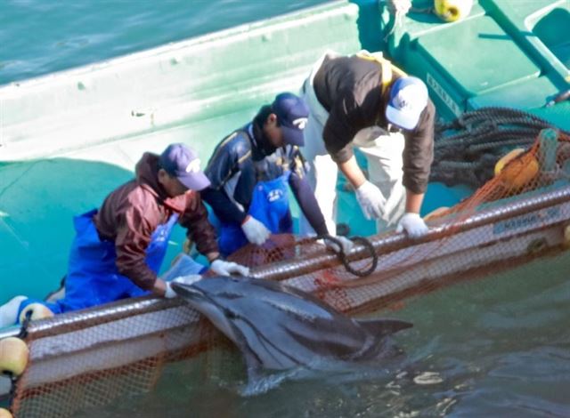 일본 다이지 어민들이 잡힌 돌고래를 바라보고 있다. 돌핀프로젝트 제공